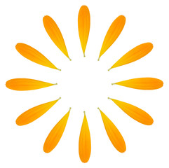 Fototapeta premium calendula petals