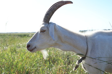 goat on a meadow