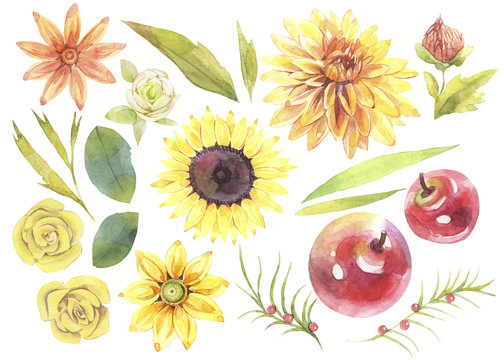 Watercolor hand painted illustration set of fall flowers and plants.