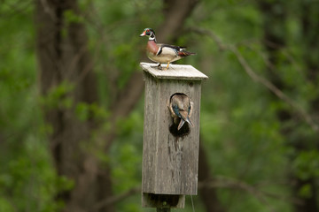 Wood Duck male and female at nest box taken in southern MN in the wild