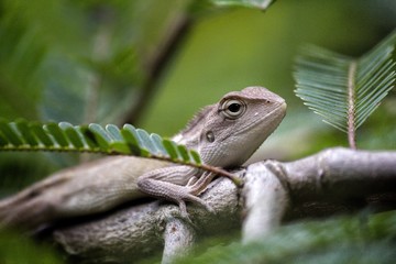 lizard on a tree branch