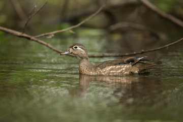 Wood Duck female swimming taken in southern MN in the wild