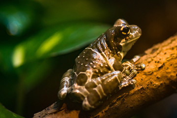 Brown tropic frog