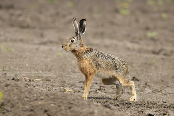 Naklejka premium European Brown Hare Lepus europaeus