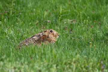 Naklejka na ściany i meble European Brown Hare Lepus europaeus in the grass