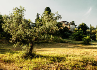 Fototapeta premium Tuscan olive tree and villa in evening light