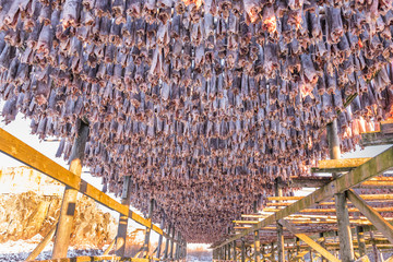 Cods at the drying racks