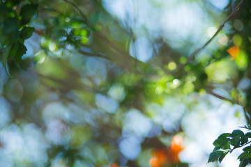 Nature bokeh lights background.