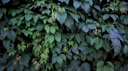 Fototapeta na wymiar Green leafy background