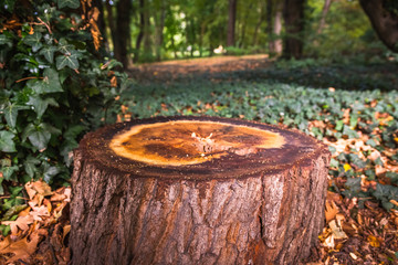 Forest stump
