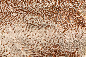 The surface of the limestone in the form of intricate patterns. The texture is made by flowing water for many years in Turkish Pamukalle. An interesting natural phenomenon.