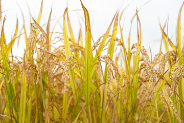 Rice Plant In The Morning 