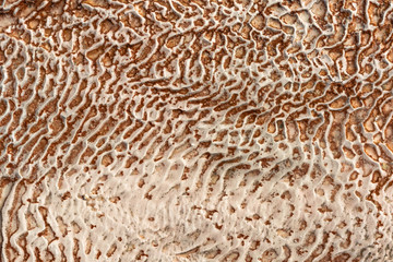 The surface of the limestone in the form of intricate patterns. The texture is made by flowing water for many years in Turkish Pamukalle. An interesting natural phenomenon.