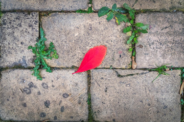 Red leaf