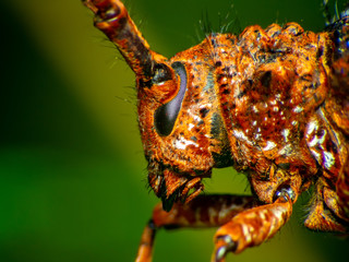 Coleoptera-Cerambycidae is a plant in sugar cane. Coleoptera-Cerambycidae worm is in the soil