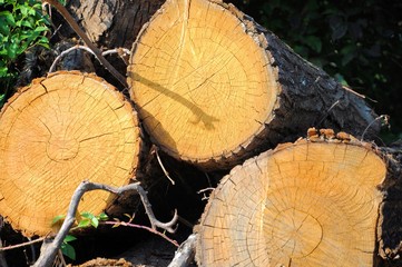 Pile of tree trunks cut in natural environment.