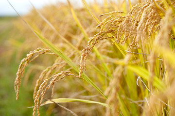 Rice Plant In The Morning 