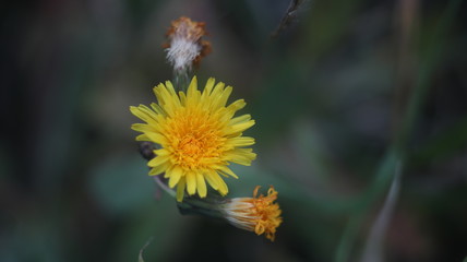 Dandelion