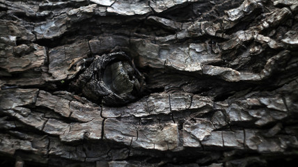 Brown wooden crust