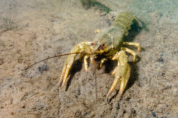 Crayfish on the muddy bottom of the lake.