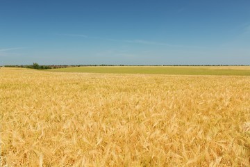 Golden Barley / Wheat Field