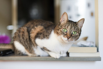 Cute cat lying on furniture
