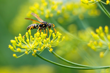 Wasp collecting pollen on a flower of the dill.