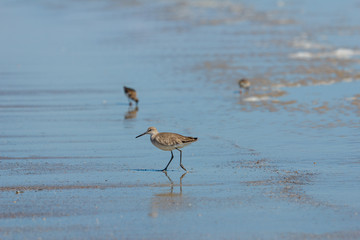 Dunlin bird on beach