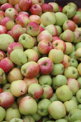 Äpfelernte im Herbst