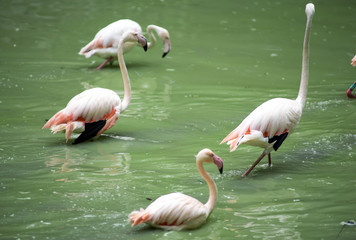 group of pink flamingos