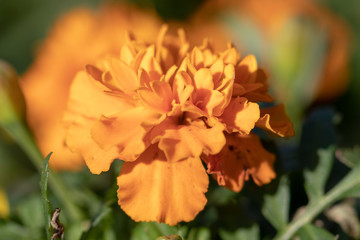 Orange marigold, Funabashi-city, Chiba prefecture, Japan