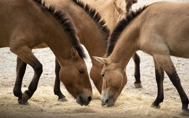 Przhevalski horses