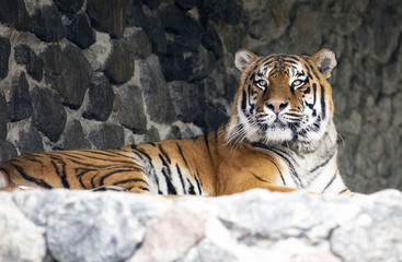 tiger in zoo