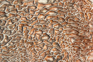 The surface of the limestone in the form of intricate patterns. The texture is made by flowing water for many years in Turkish Pamukalle. An interesting natural phenomenon.