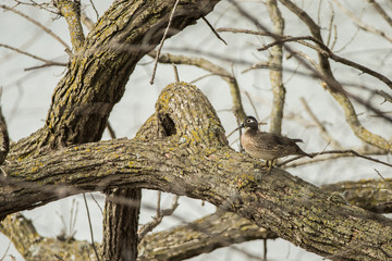 Wood Duck female in tree taken in southern MN in the wild