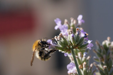 Biene auf Lavendelblüte