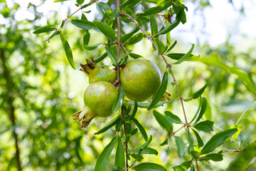 green pomegranate on tree branch in garden Asia Thailand.