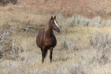 Wild Mustang at Theodore Roosevelt National Park in North Dakota, USA