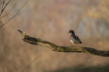 Wood Duck male in tree taken in southern MN in the wild
