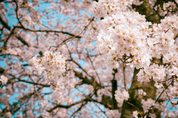 ノスタルジックな青空背景の桜の花