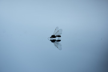 Silhouette einer Fliege