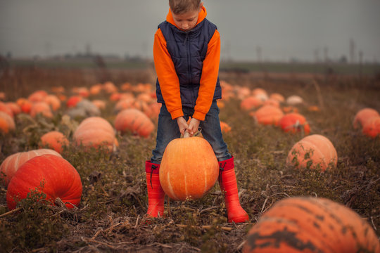 Cute Boy Picking Out A Pumpkin At Pumpkin Field At Fall.