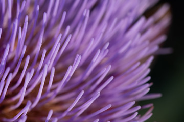 Obraz premium Macro Pinke Blüten