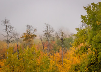 Fototapeta na wymiar misty trees in autumn