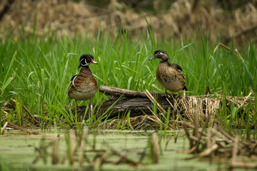 Wood Duck male and Female taken in southern MN in the wild