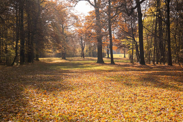 Obraz premium Colorful autumn leaves in a park