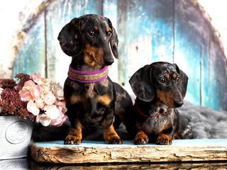 Dachshund dog portrait