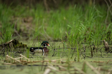 Wood Duck in pond taken in southern MN in the wild