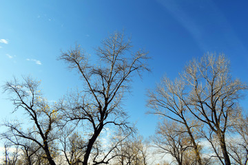 Golden autumn leaves on blue sky background. Tree branches in the rays of the setting sun. Warm photophone. Dense autumn forest. Birch grove. Sunset.