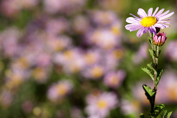Chamomile flower on blurred background